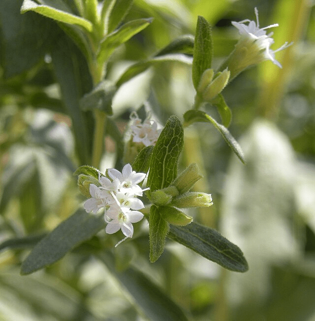Stevia rebaudiana plant in its natural form outside