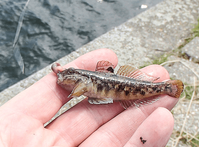 A Round Goby fish held in the palm of a hand.